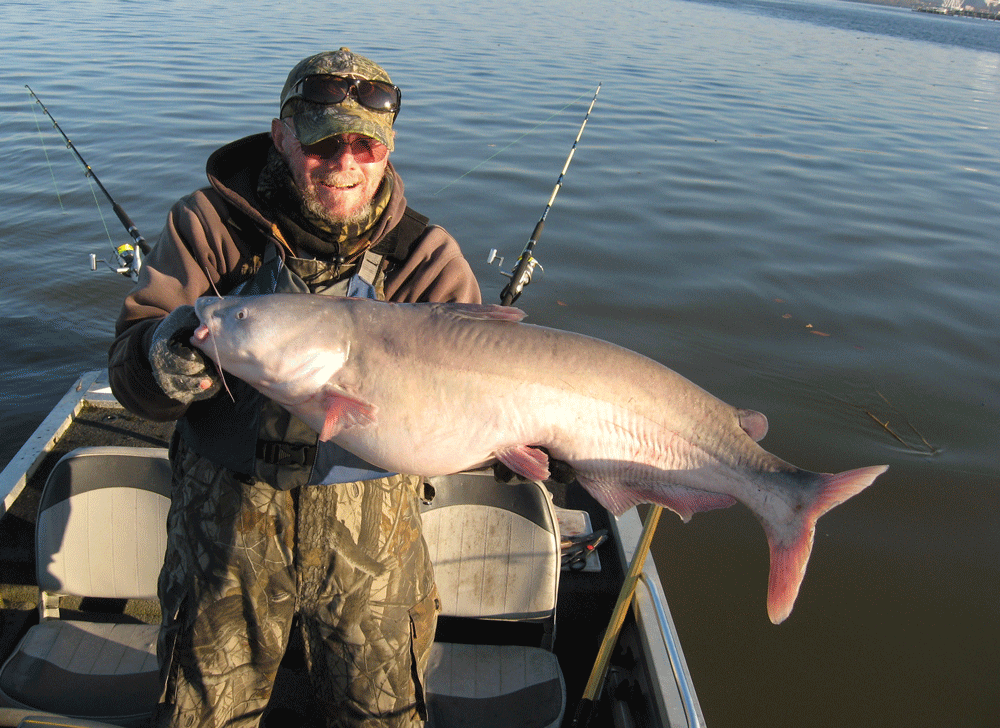 blue catfish