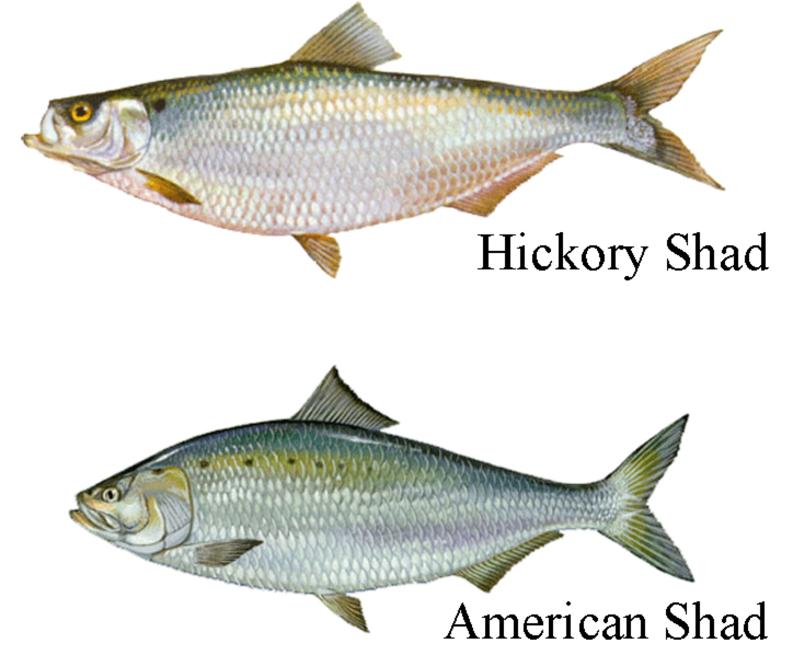 american shad and hickory shad