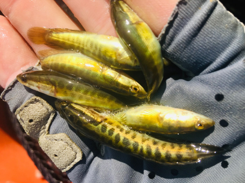 holding up snakehead fry