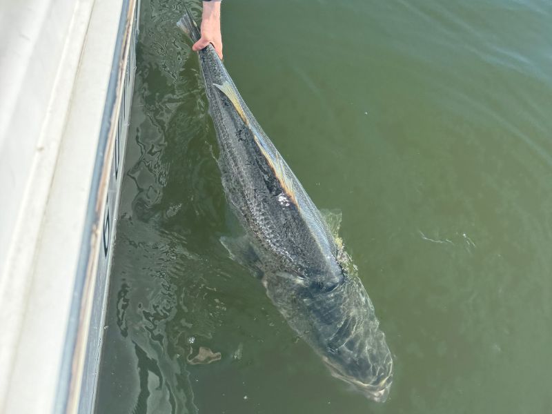 trophy striped bass fishing Chesapeake bay