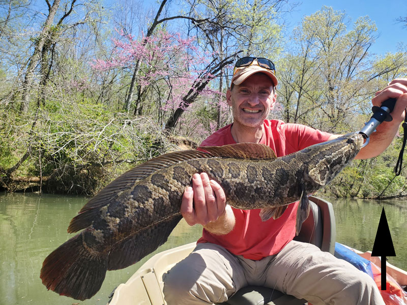 huge spring snakehead