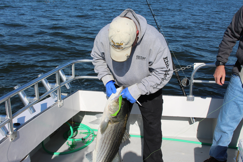 giant striped bass