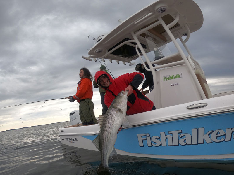 big striper on the boat