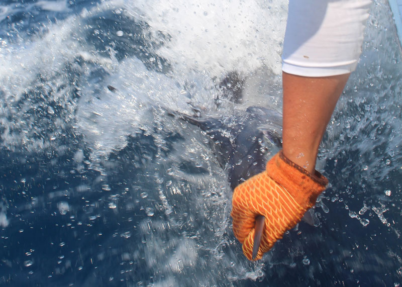 Angler grabbing a billfish 