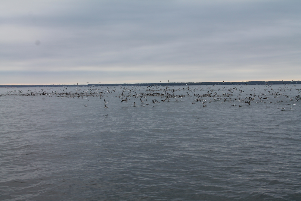 seagulls feeding