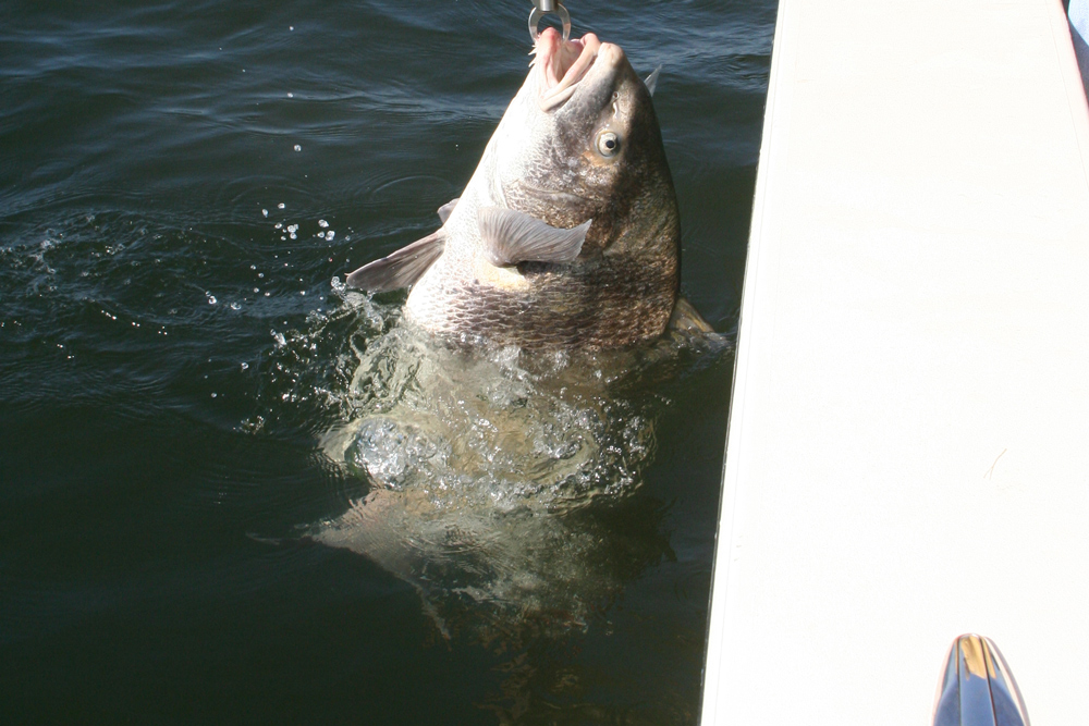 chesapeake bay black drum