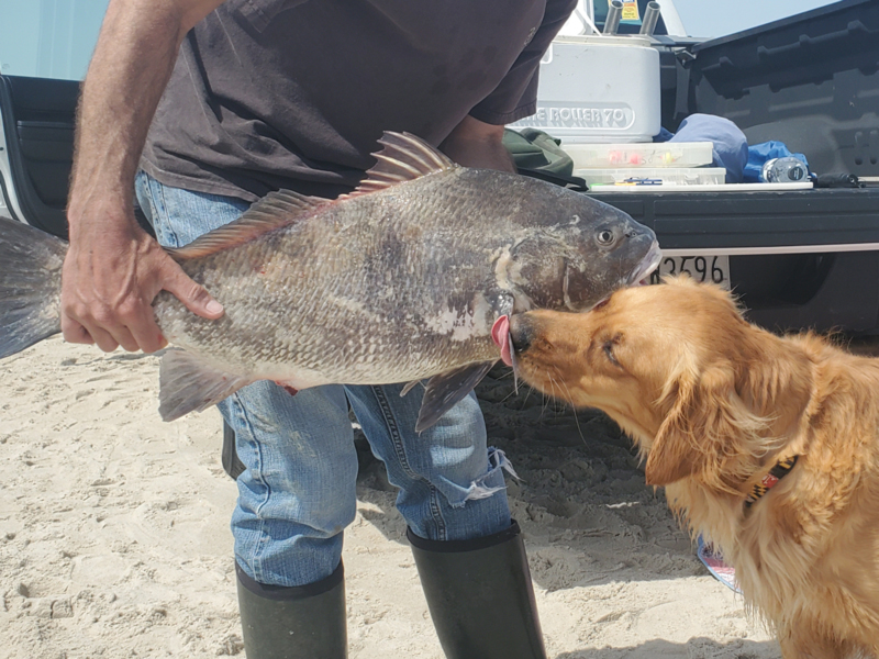 surf fishing black drum