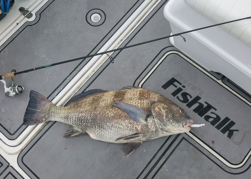 blck drum caught in chesapeake bay