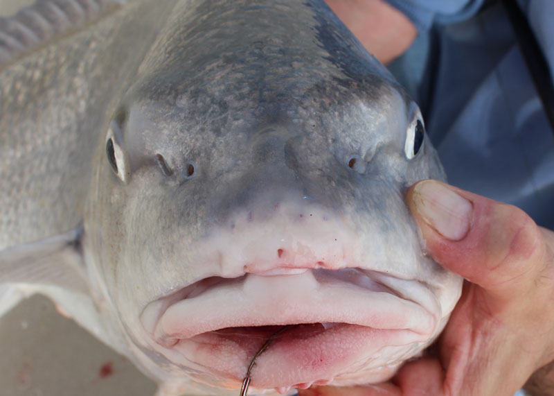 catching black drum