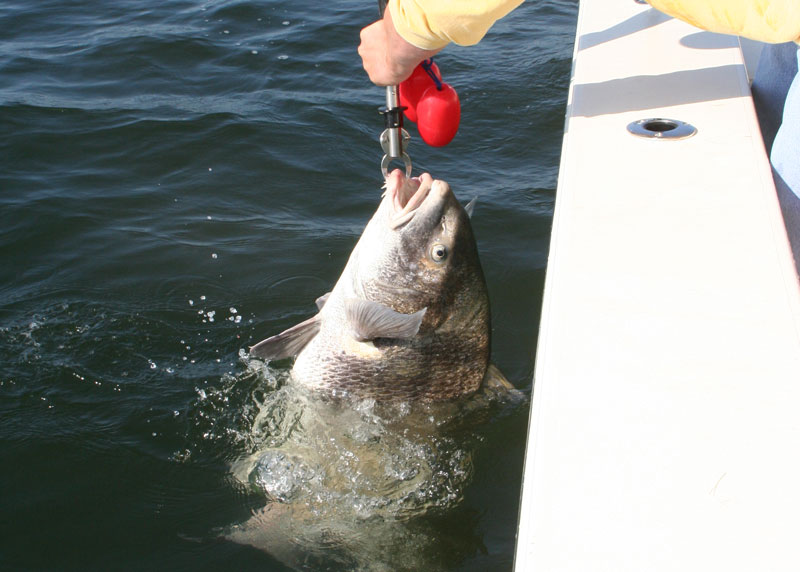 releasing a black drum