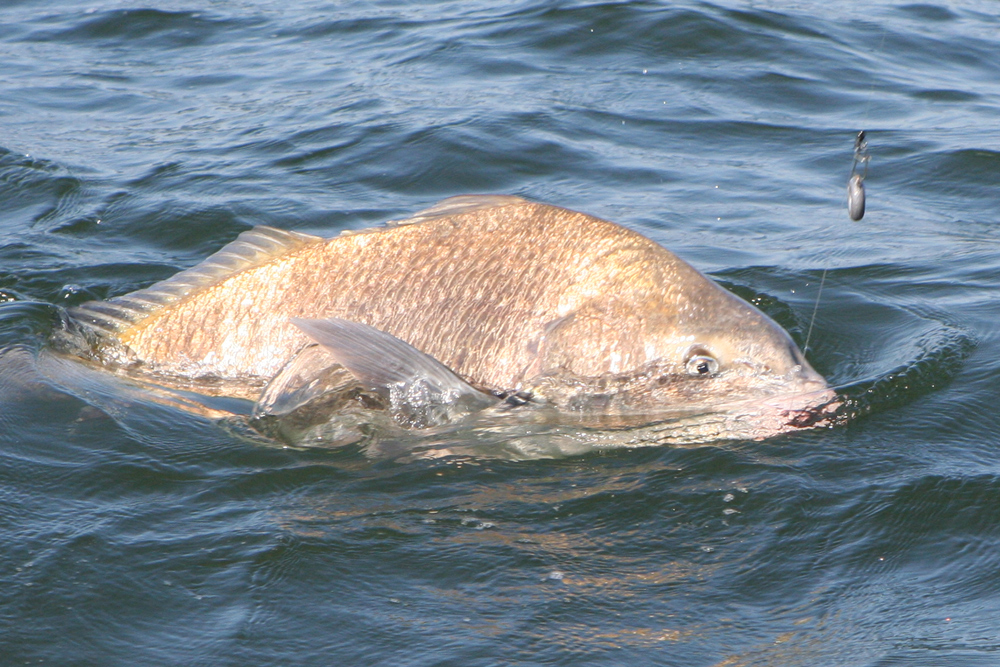 black drum fishing