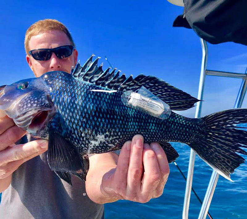 tagged black sea bass