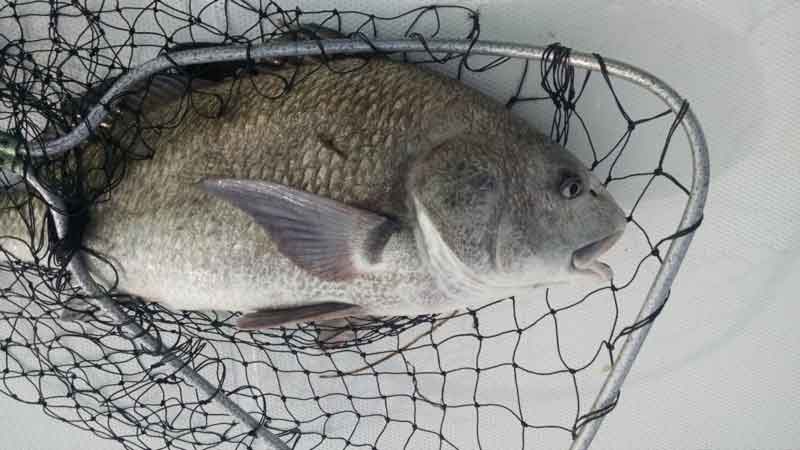 black drum in a net