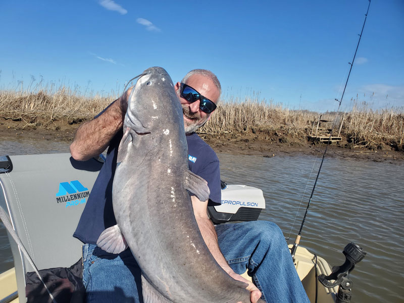 monster blue cat fish