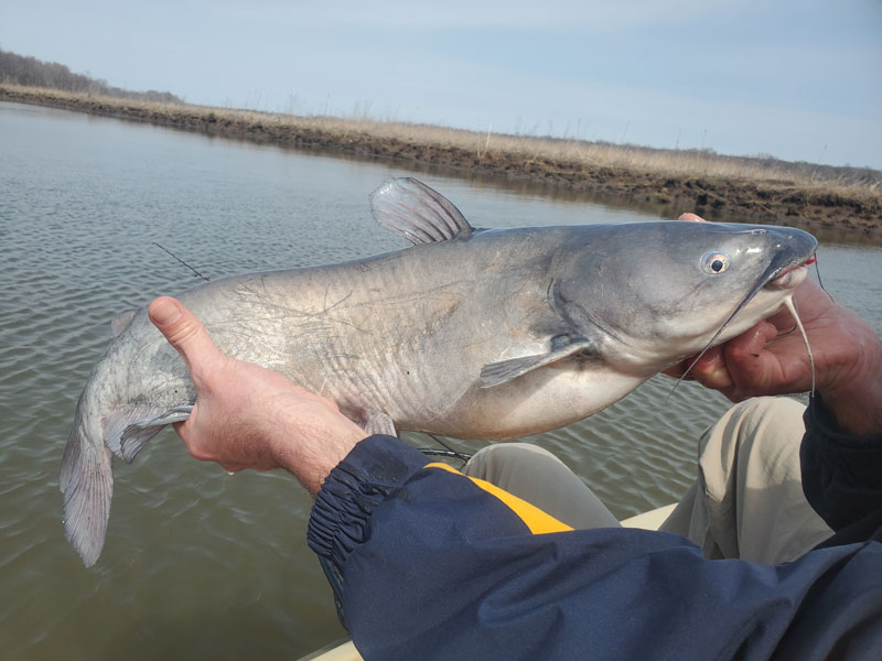 catfish on the patuxent river