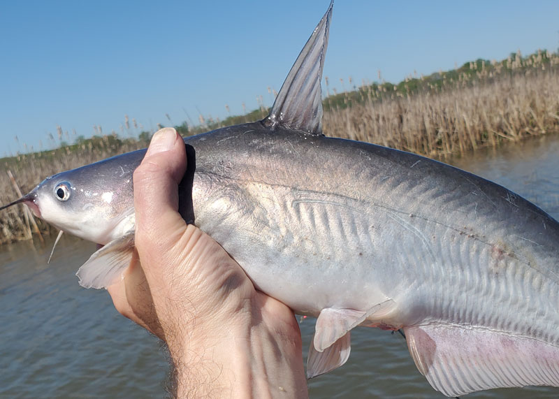 blue catfish in a creek