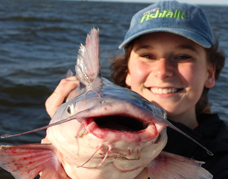 blue catfish in chesapeake bay