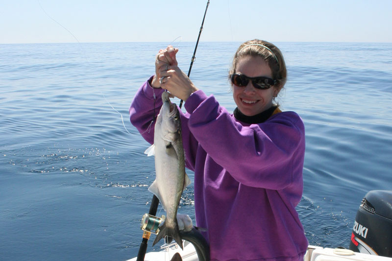 bluefish caught by an angler