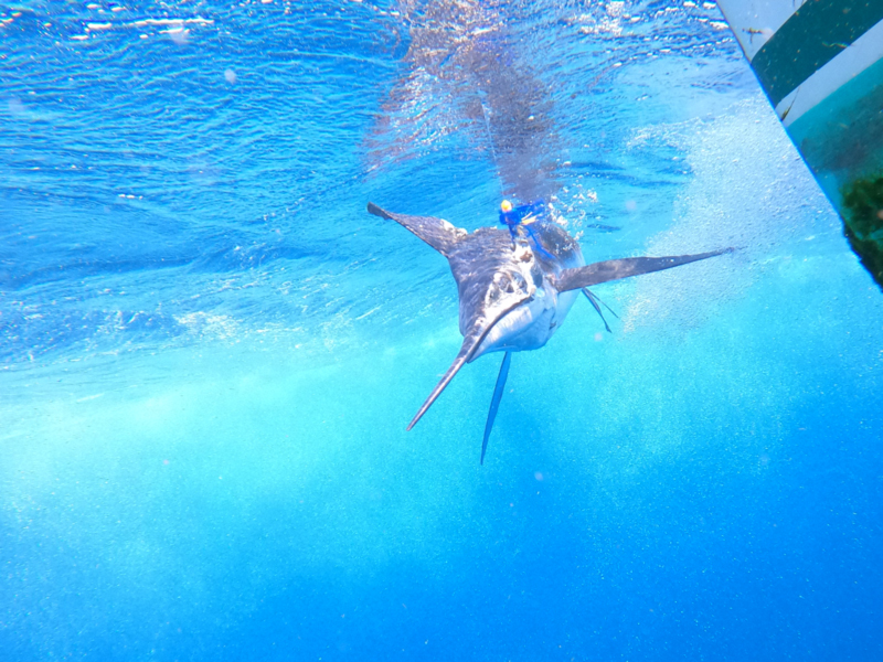 blue marlin in blue water