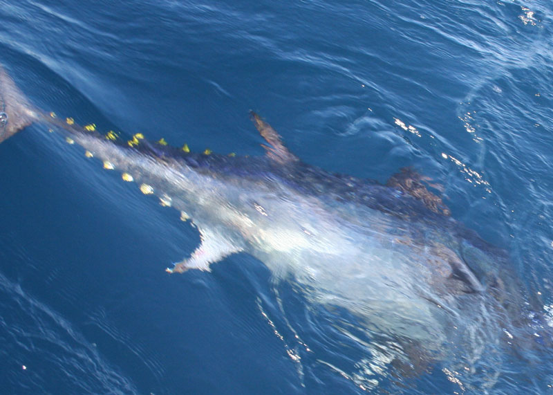 bluefin tuna on the fishing line