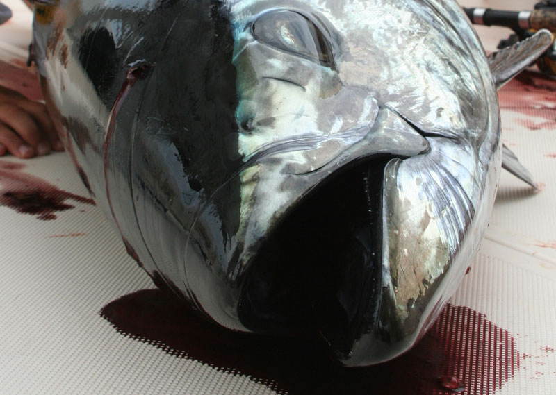 bluefin tuna on the deck