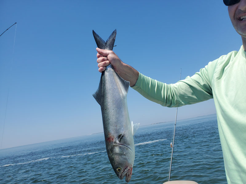 angler with bluefish