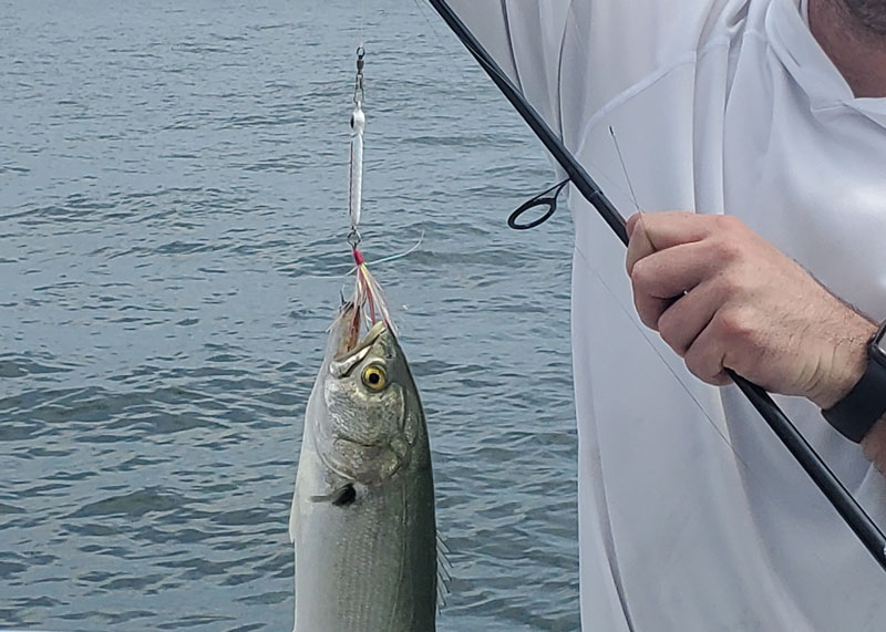 bluefish hitting spoons