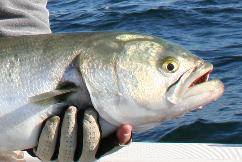 fishing for bluefish