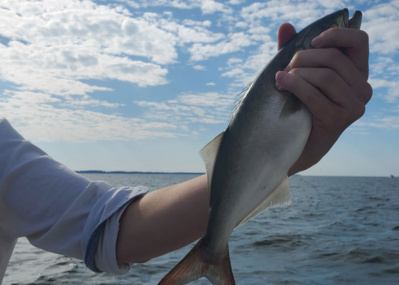 angler holds a bluefish