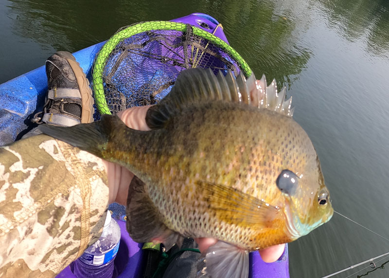 bluegill caught kayak fishing