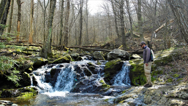 a stream with brook trout