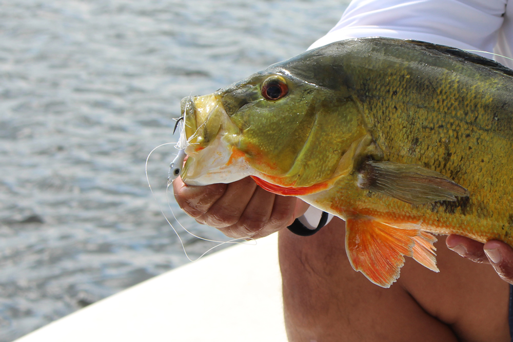 Even peacock bass like a bucktail lure