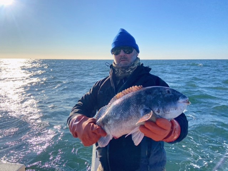 delaware tautog