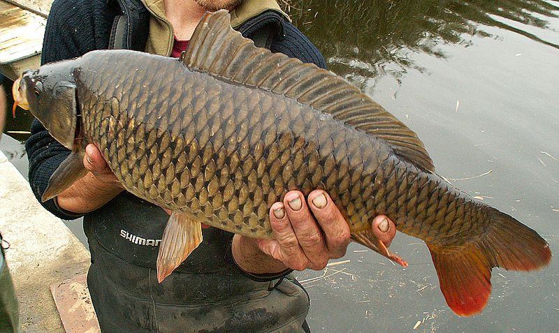 a carp fish