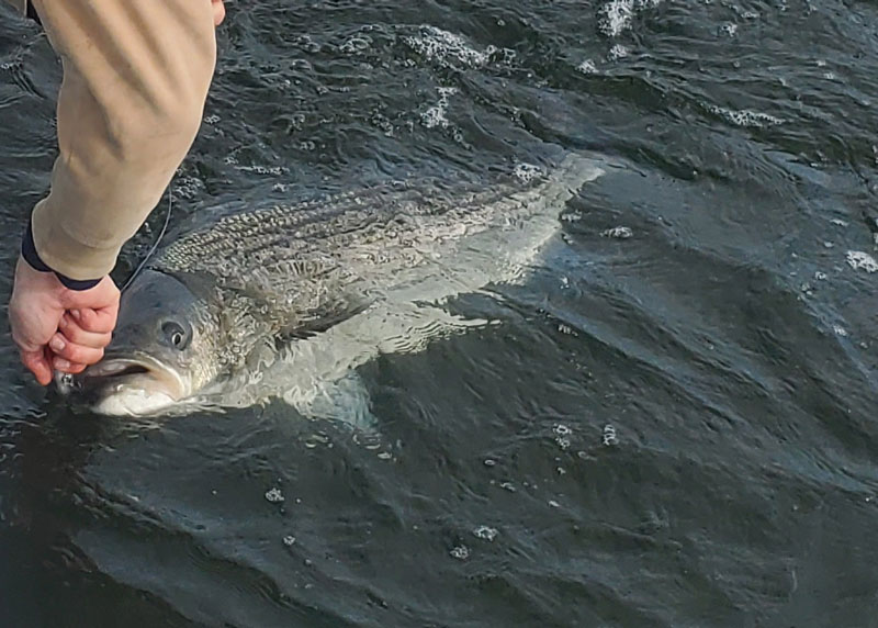 striped bass being caught in chesapeake bay