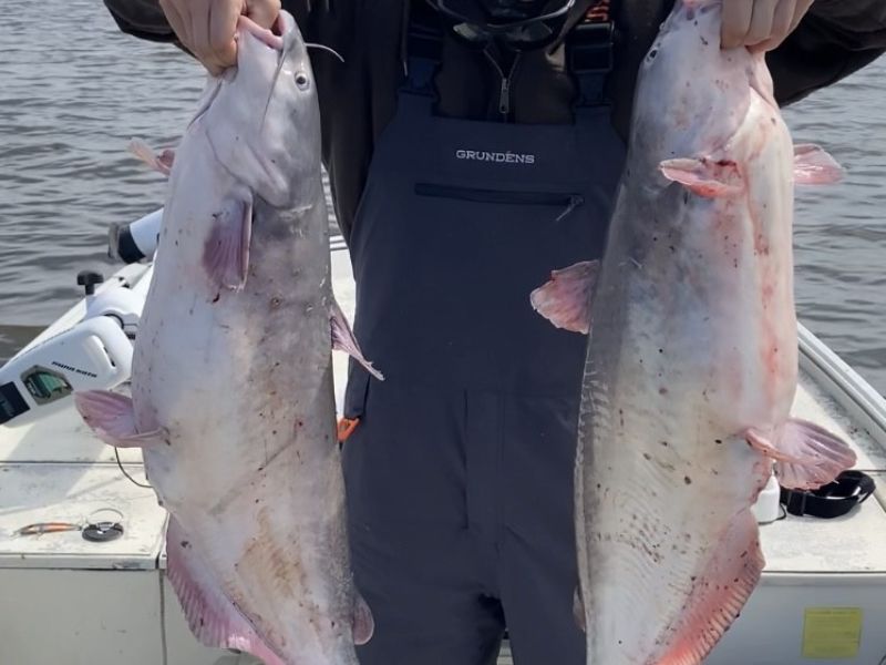 Blue catfish fishing