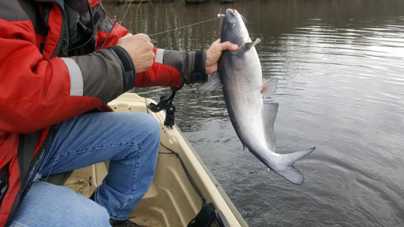 catfish caught on minnow