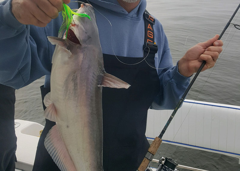 catfish on a lure