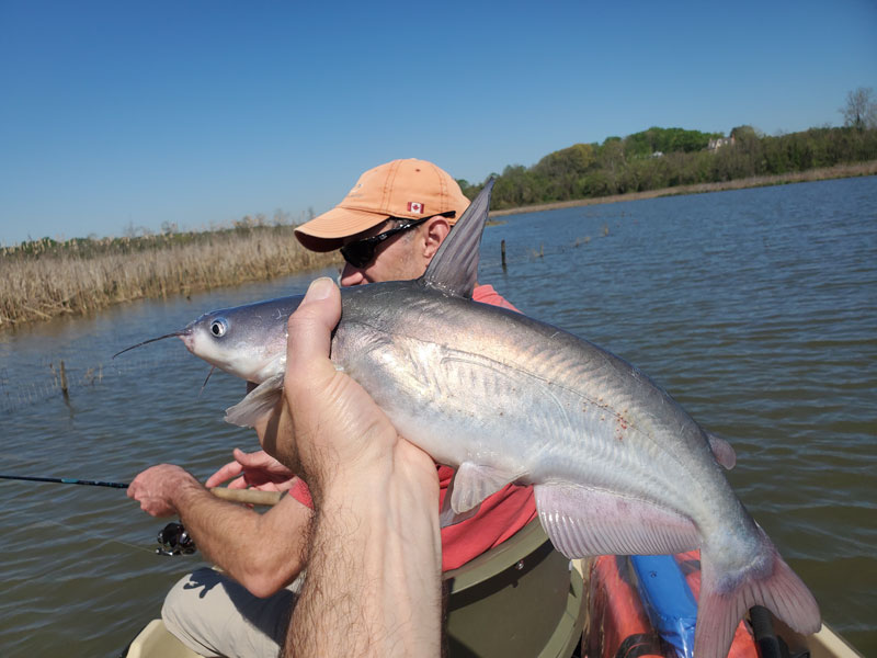 catfish caught by a fisherman