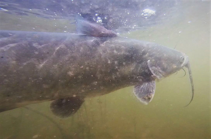 channel catfish underwater