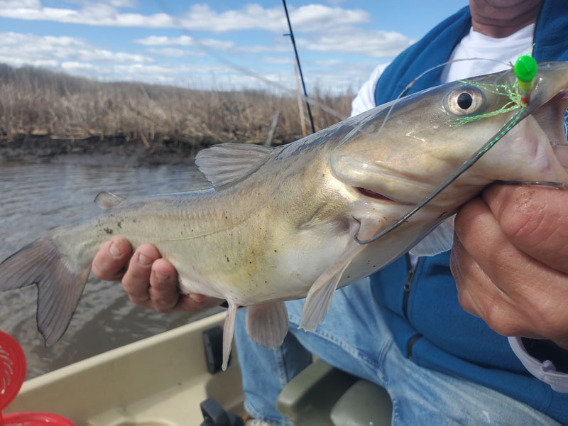 channel catfish