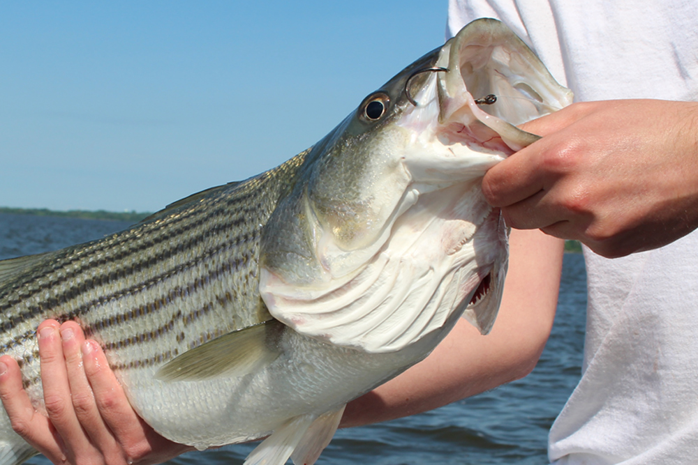 catching striped bass with circle hooks