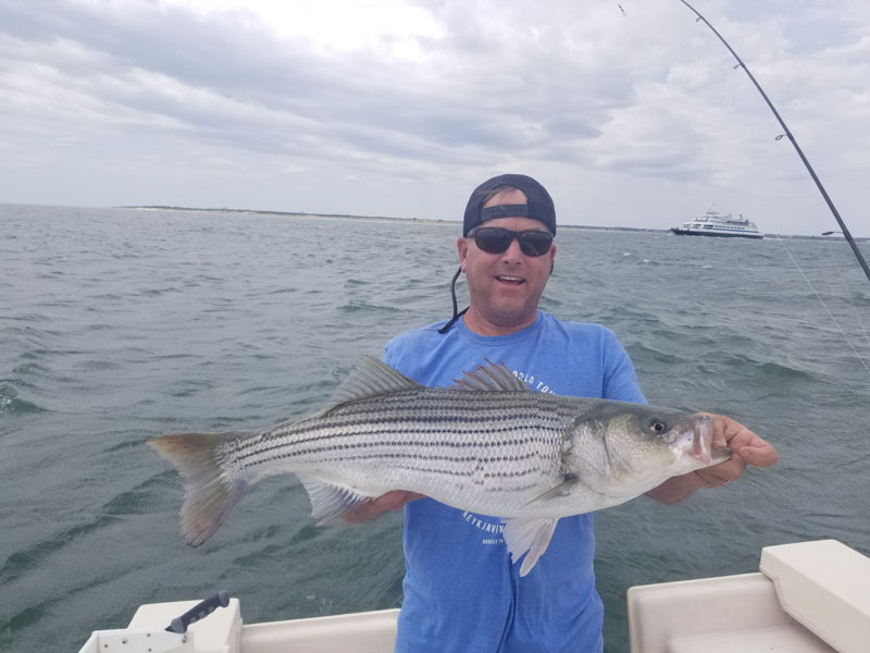 delaware striped bass