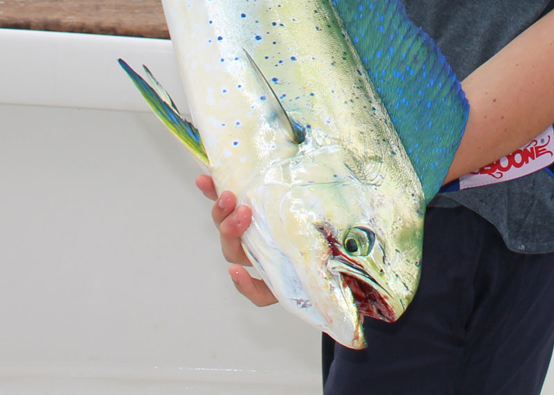 mahi mahi at the lobster pots