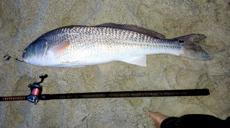 red drum on the coast