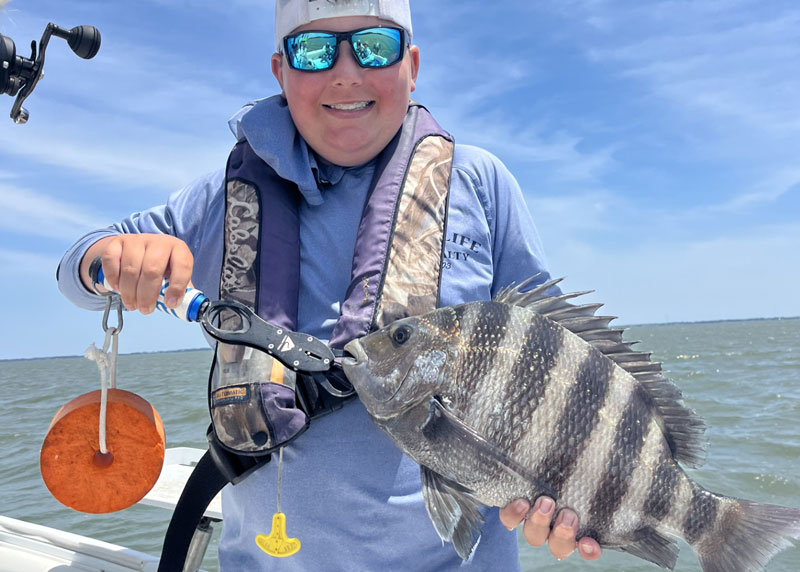 angler caught a sheepshead in the ocean