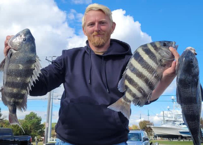 sheepshead caught in ocean city