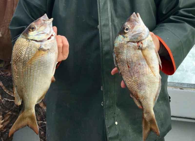 scup caught off maryland