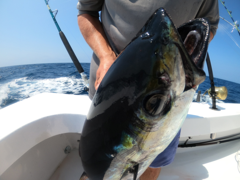 tuna off ocean city