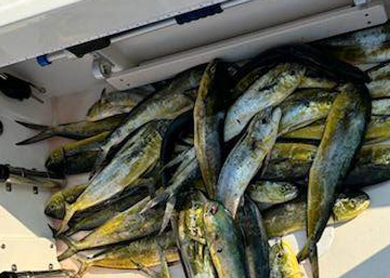 mahi-mahi in a cooler